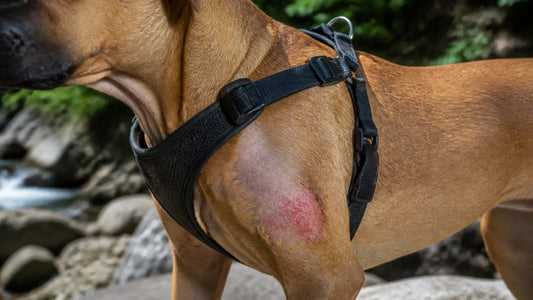 Preventing Dog Harness Chafing Outdoors: A 2026 Guide