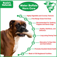 Water Buffalo Horn Dog Chew